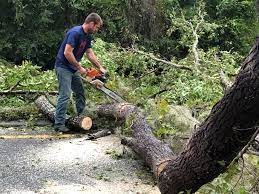 Palos Heights, IL Tree Services Company