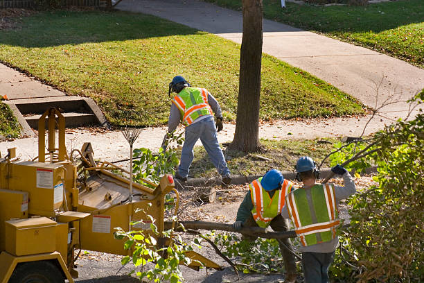 Best Sod Installation  in Palos Heights, IL